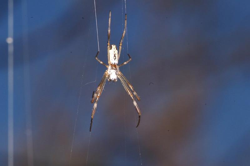 Argiope_protensa_D3510_Z_76_Karinji NP_Australie.jpg
